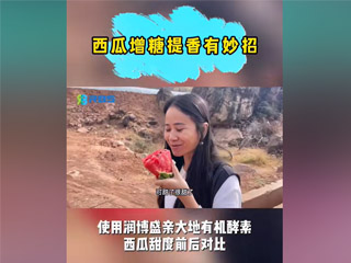 西瓜增糖提香有妙招，使用潤(rùn)博盛親大地有機(jī)酵素，西瓜甜度前后對(duì)比