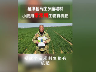 小麥?zhǔn)褂糜H禾利生物有機(jī)肥，延津縣馬莊鄉(xiāng)廟堤村農(nóng)戶(hù)感言