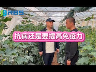 大棚黃瓜抗病還是要提高免疫力，云南元謀縣農(nóng)戶(hù)使用感言
